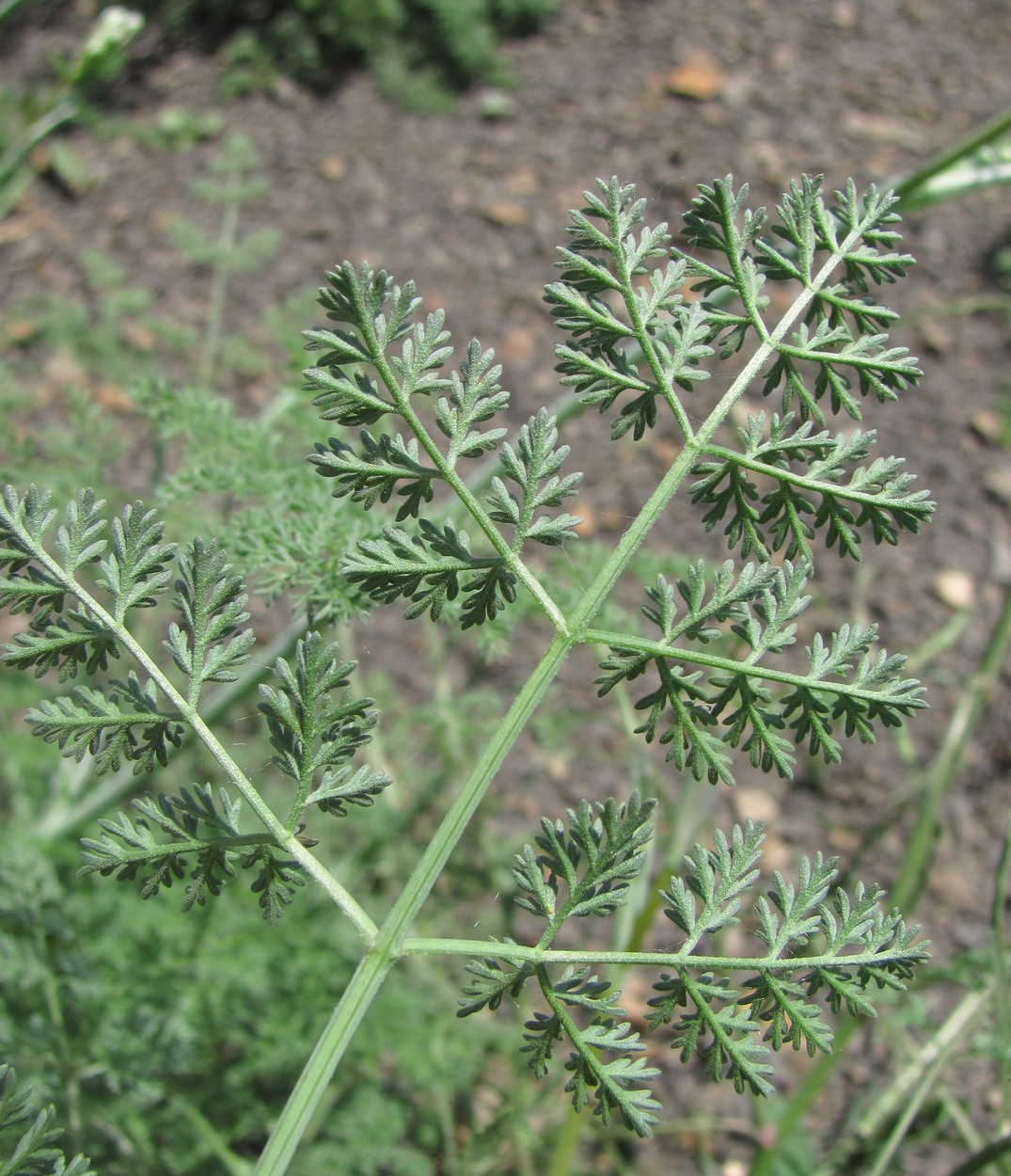 Изображение особи Astrodaucus orientalis.