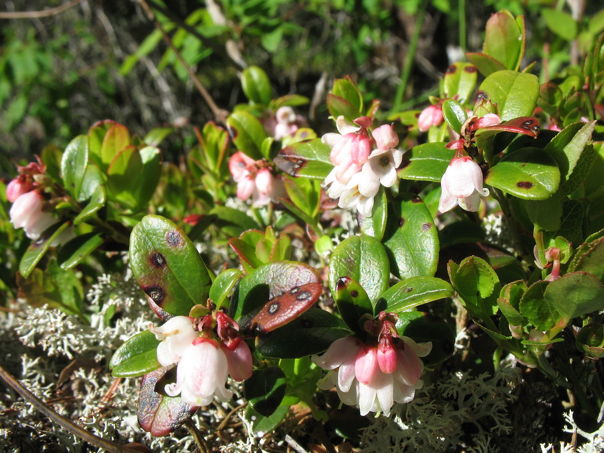 Image of Vaccinium vitis-idaea specimen.