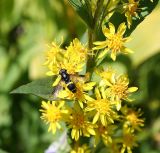 Solidago virgaurea