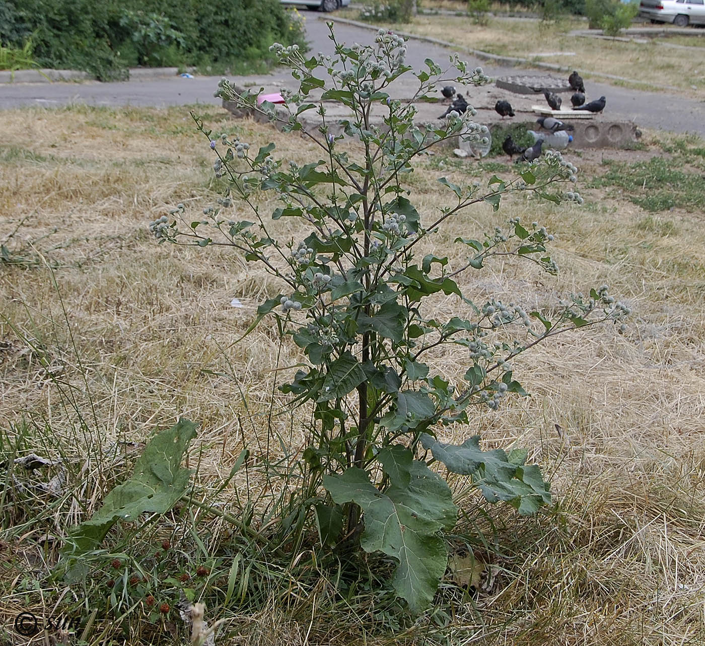 Изображение особи Arctium tomentosum.