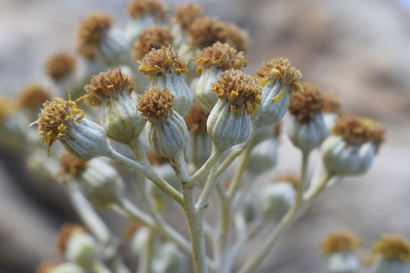 Image of Senecio cineraria specimen.