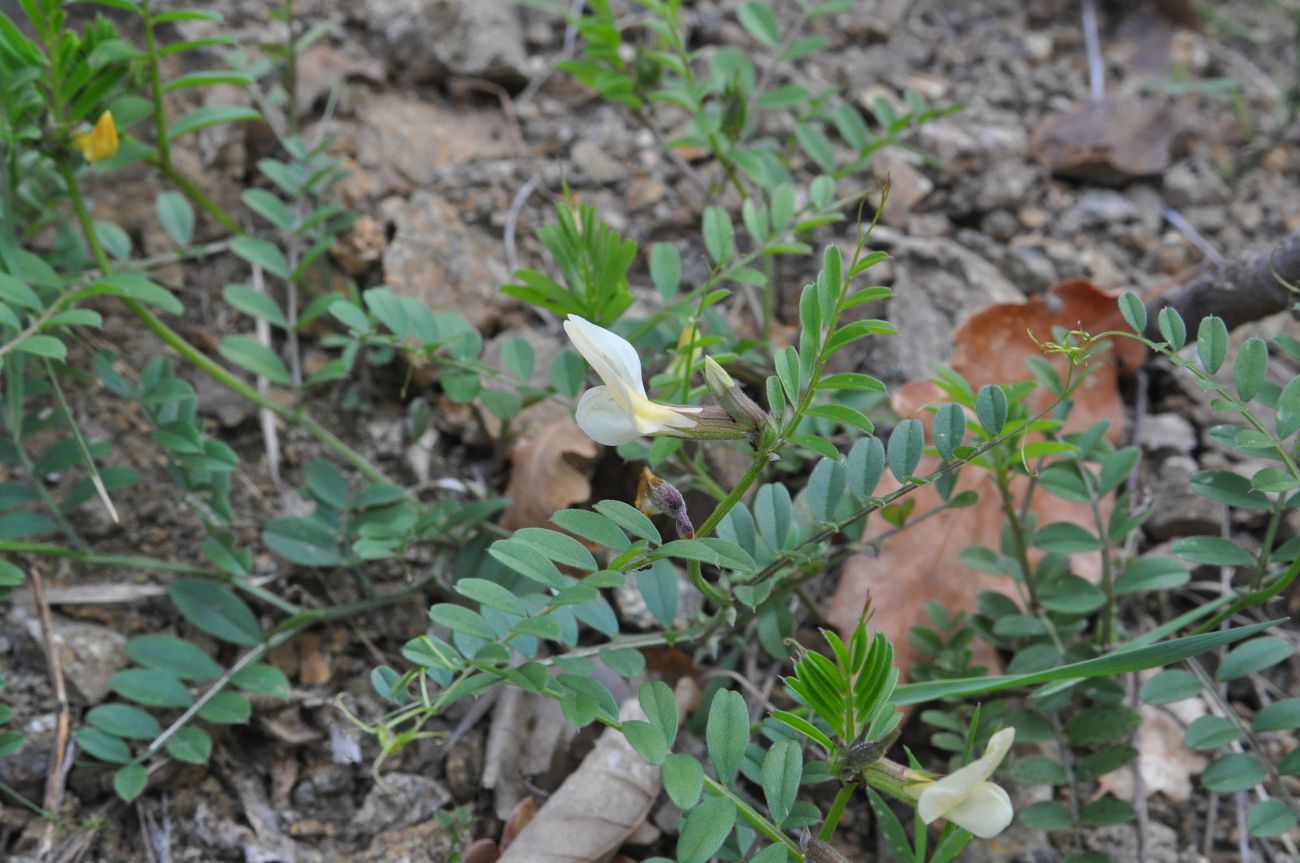 Image of Vicia grandiflora specimen.