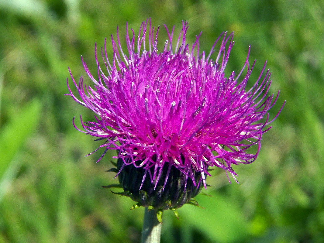 Image of Cirsium heterophyllum specimen.