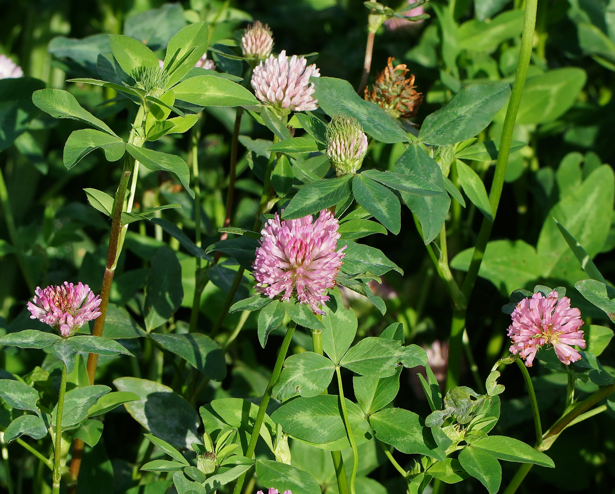 Image of Trifolium pratense specimen.