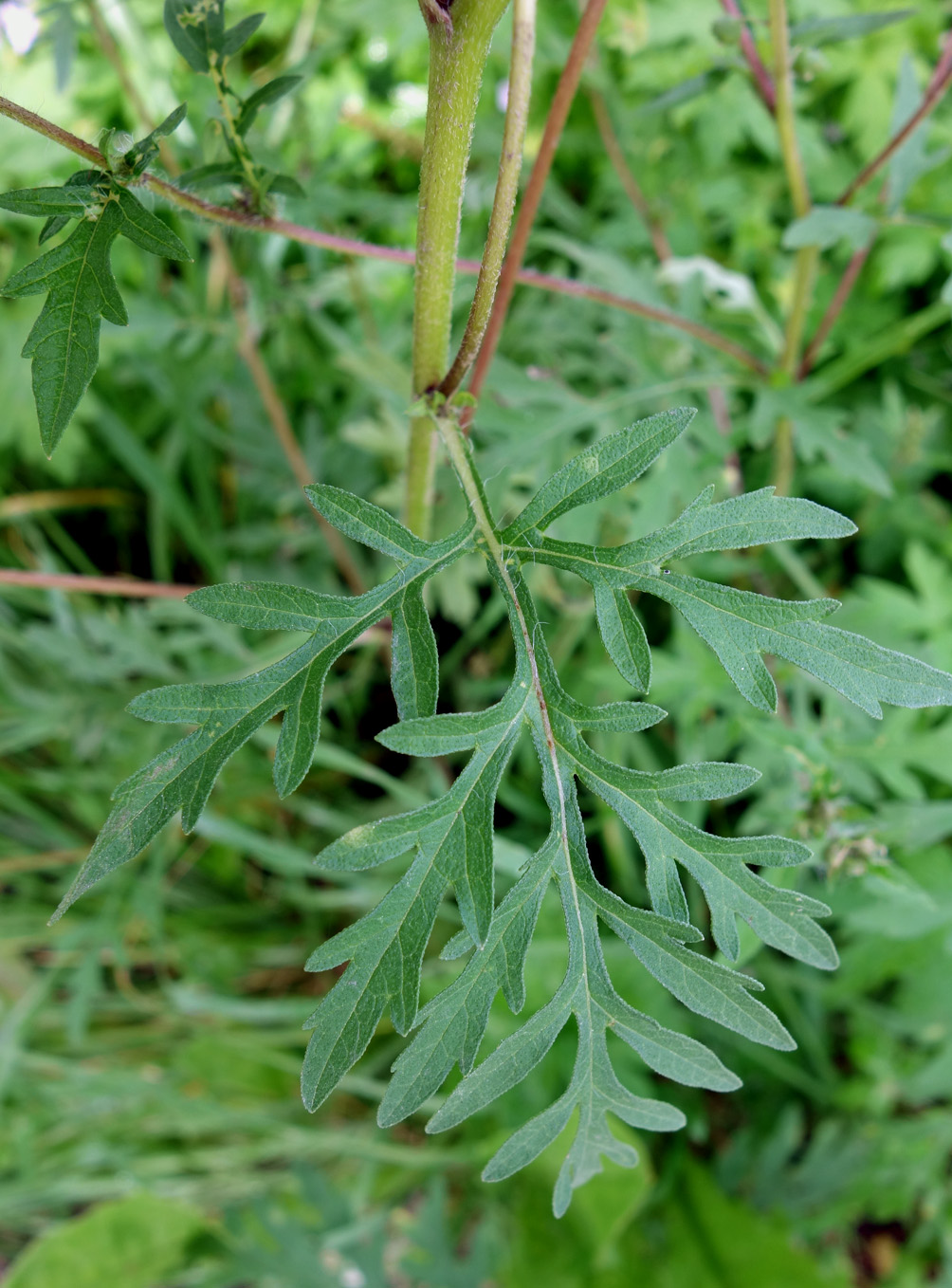 Изображение особи Ambrosia artemisiifolia.