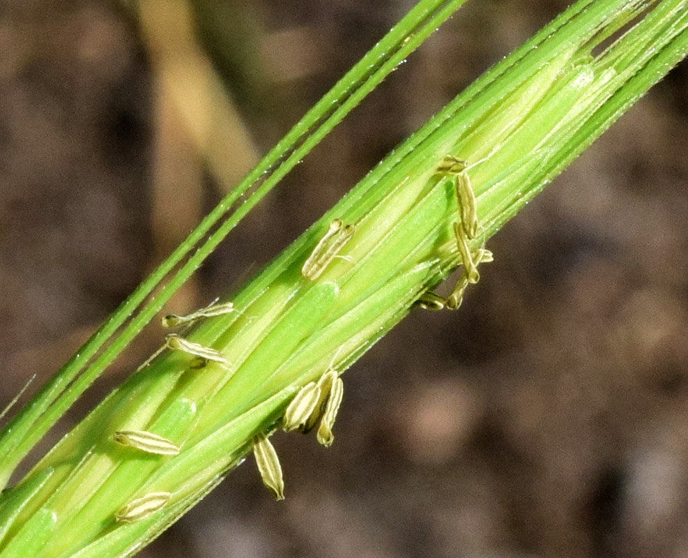 Image of Hordeum spontaneum specimen.