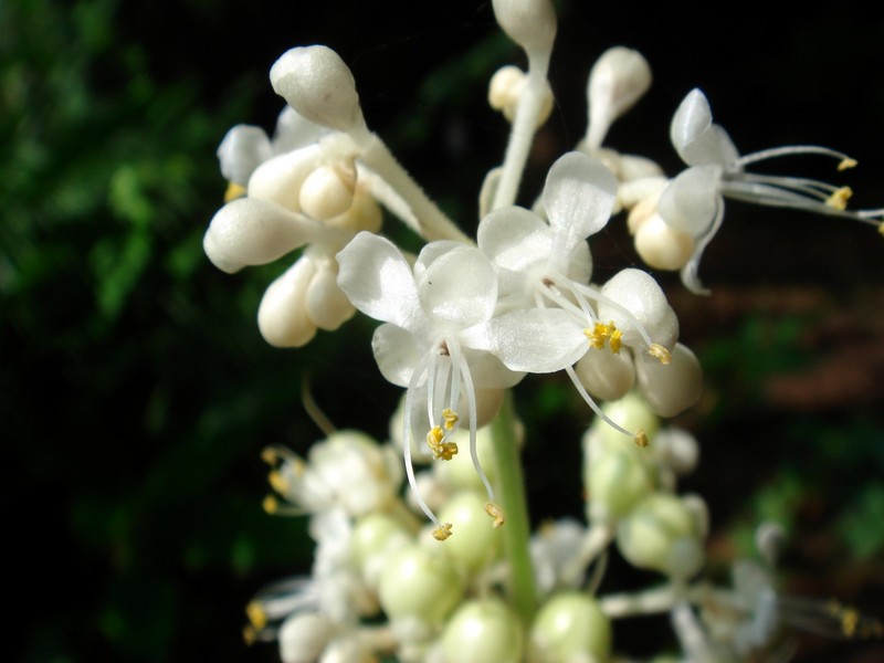 Изображение особи Murdannia japonica.