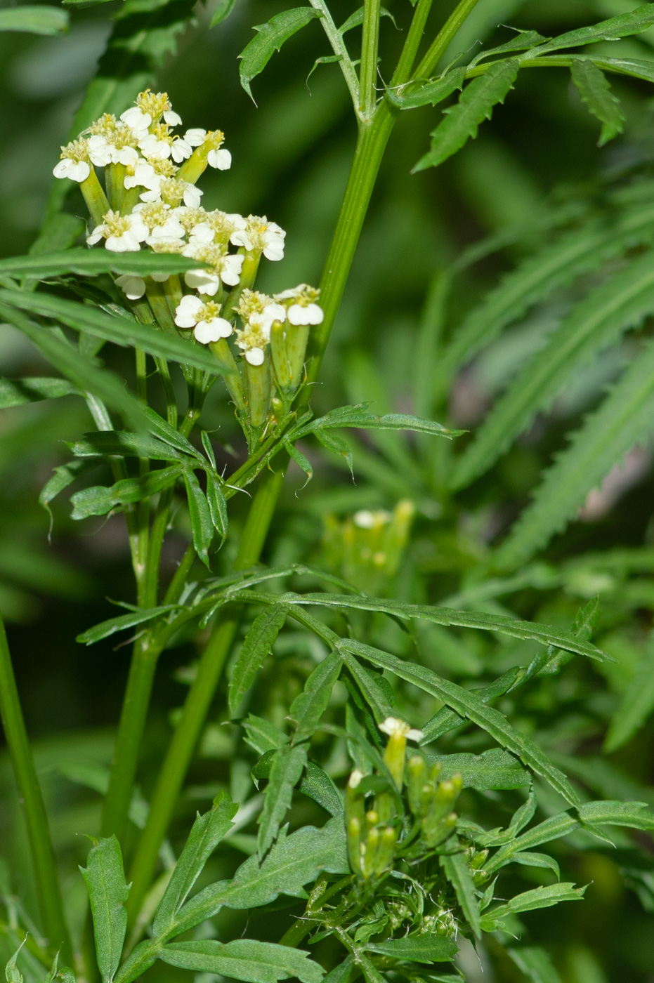 Image of Tagetes minuta specimen.