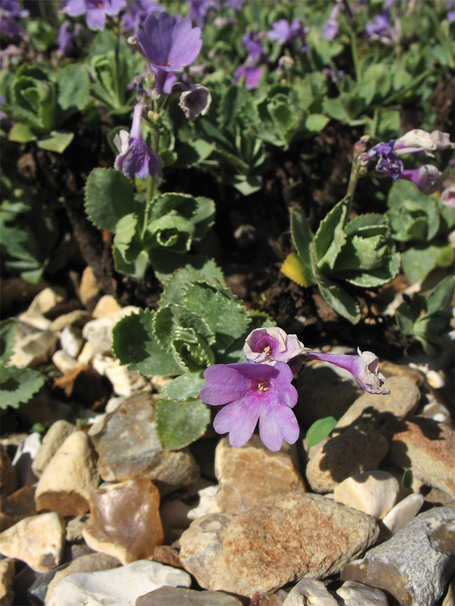 Image of Primula marginata specimen.