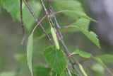 Betula pendula