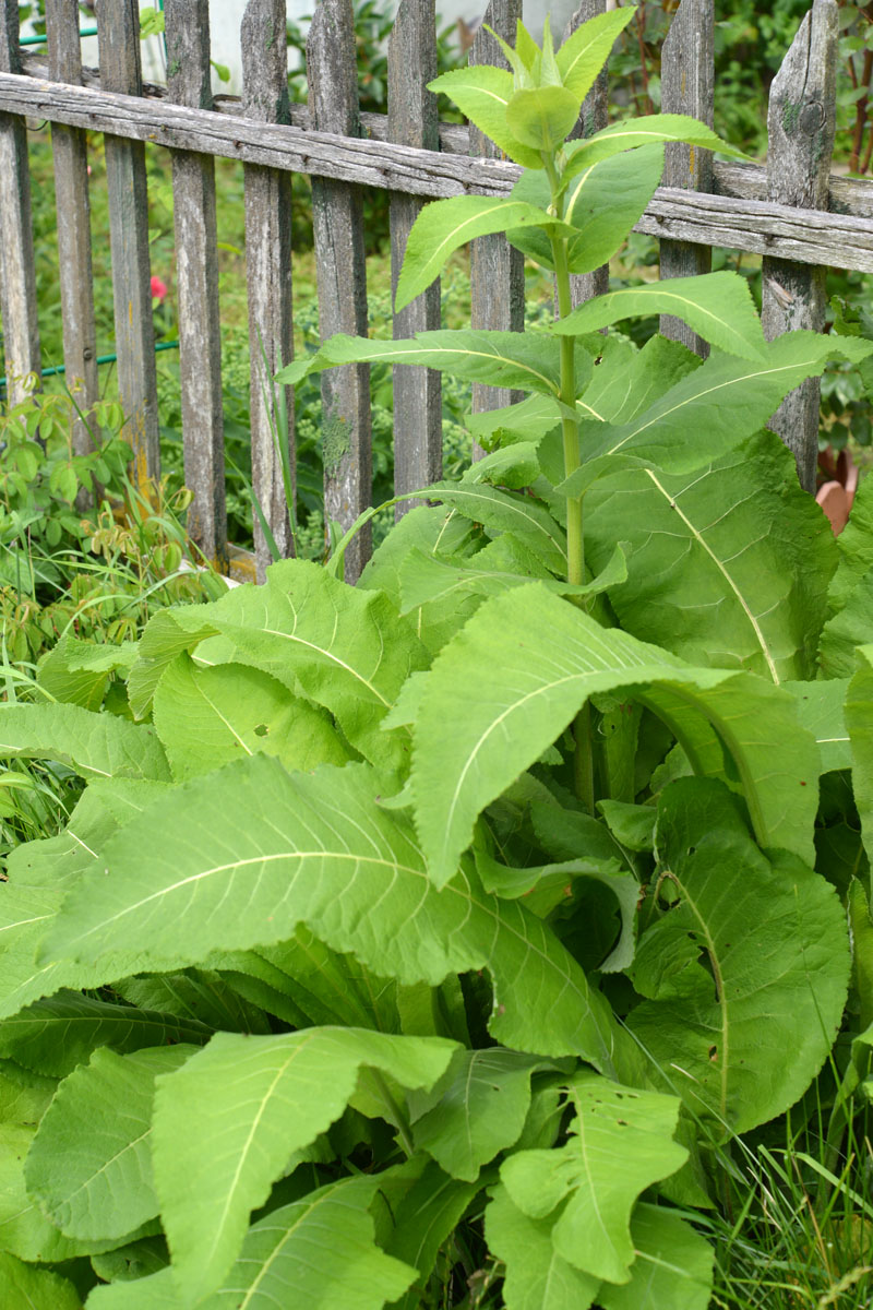 Изображение особи Inula helenium.