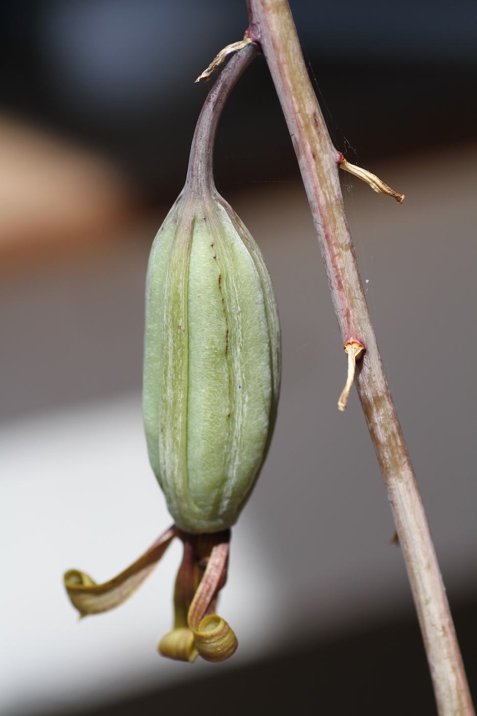 Image of Eulophia petersii specimen.