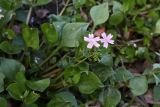 Claytonia sibirica