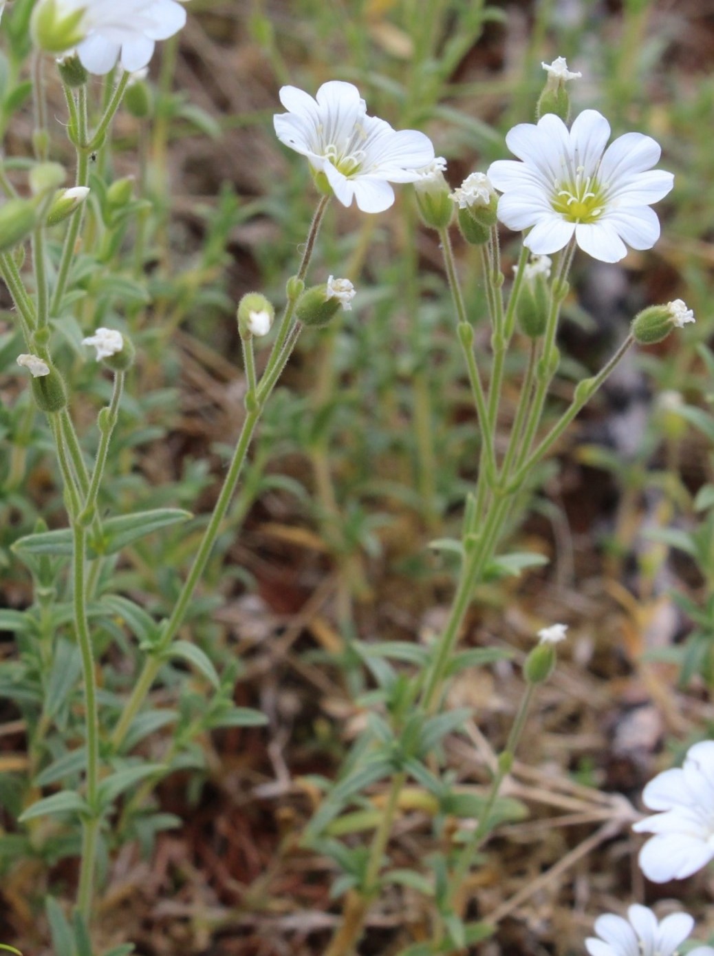 Изображение особи Cerastium porphyrii.