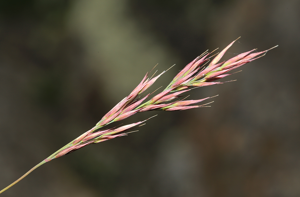 Image of Calamagrostis korotkyi specimen.