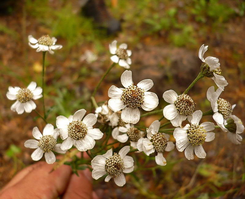 Image of Achillea cartilaginea specimen.