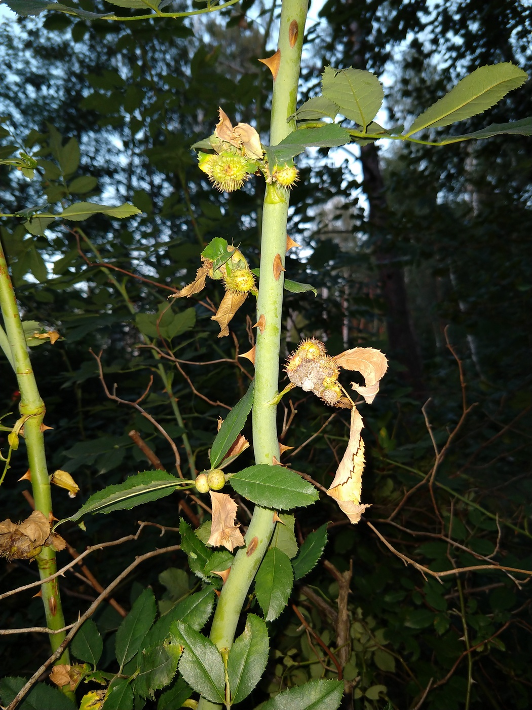 Image of genus Rosa specimen.