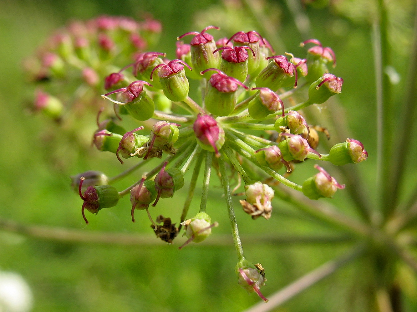 Image of Cervaria rivinii specimen.