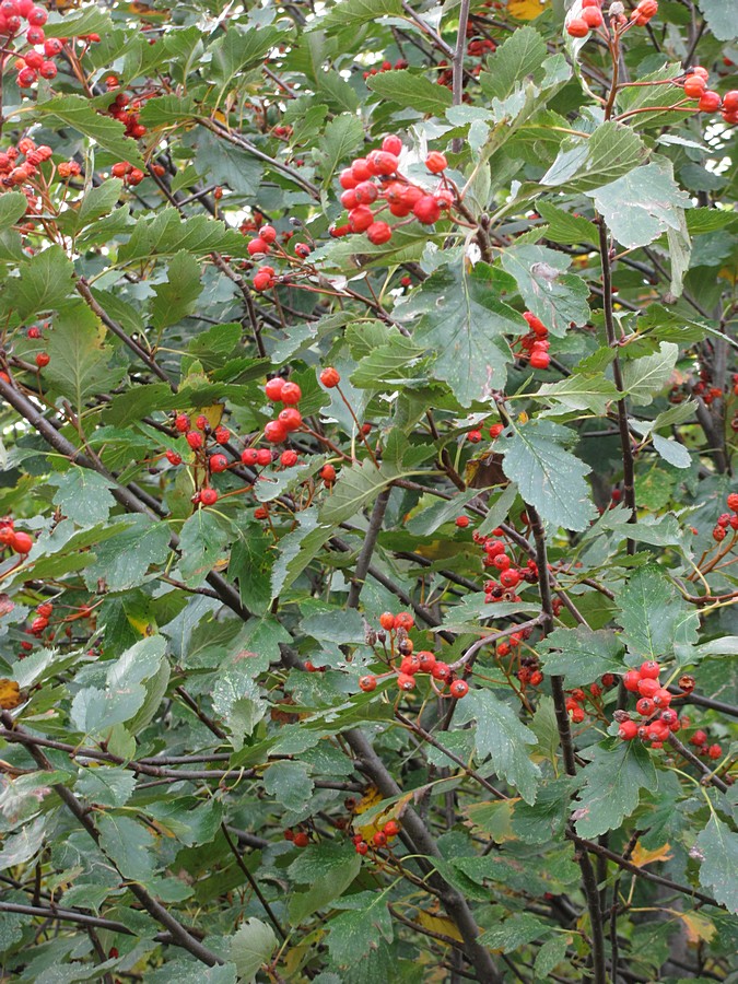 Image of Sorbus tauricola specimen.