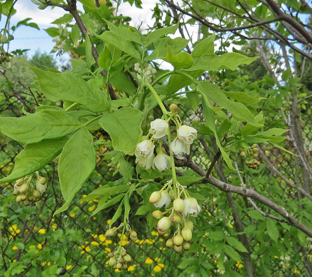 Изображение особи Staphylea pinnata.