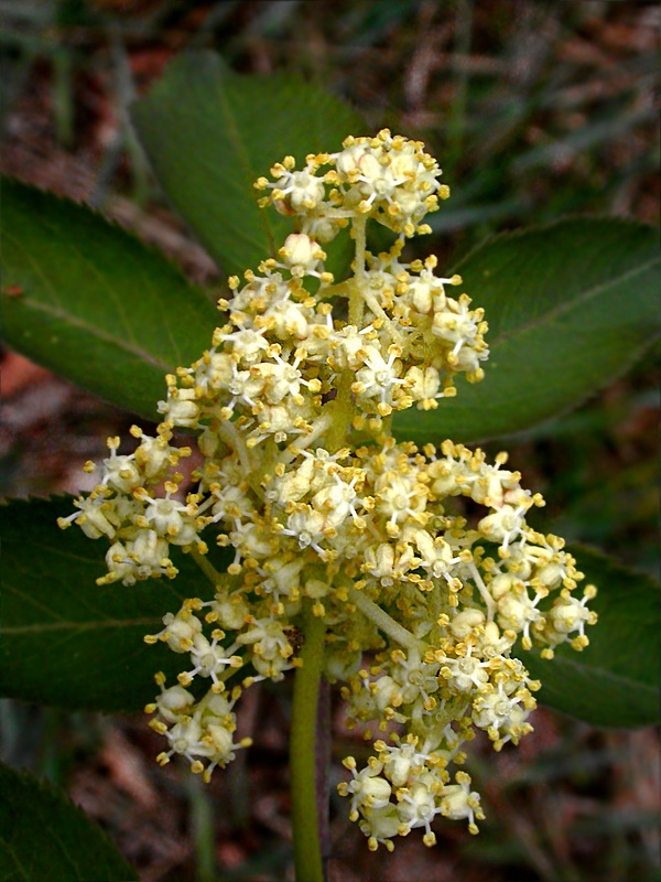 Image of Sambucus racemosa specimen.