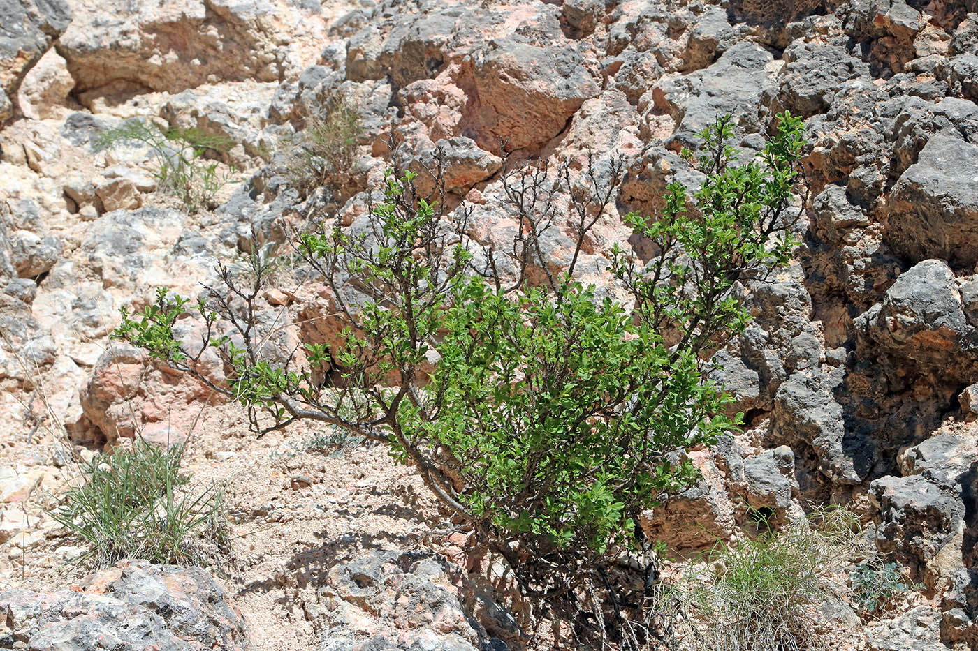 Image of Rhamnus songorica specimen.