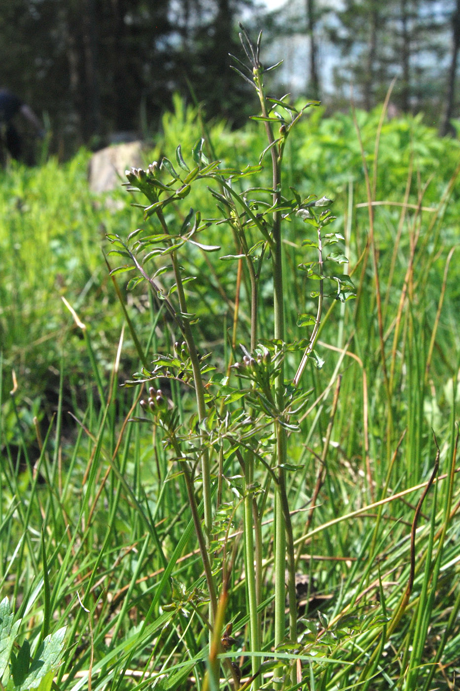 Image of Cardamine dentata specimen.