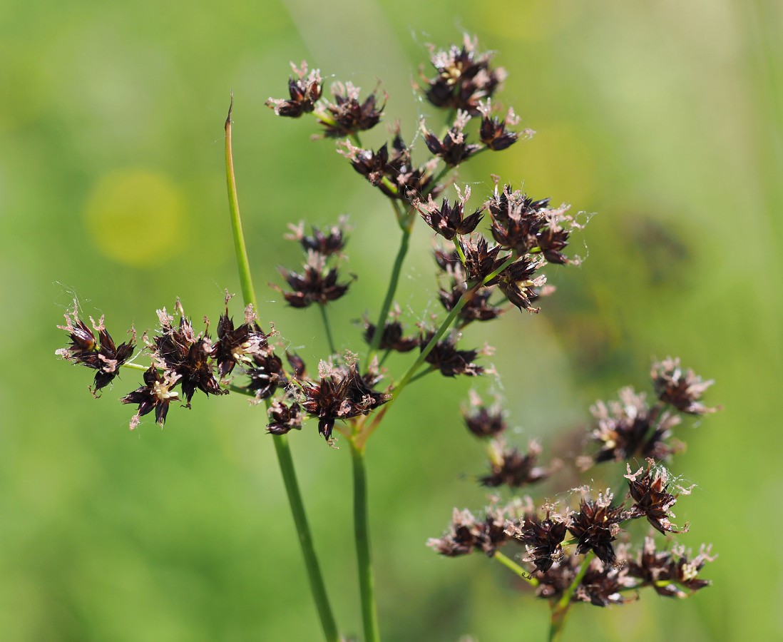 Image of Juncus atratus specimen.