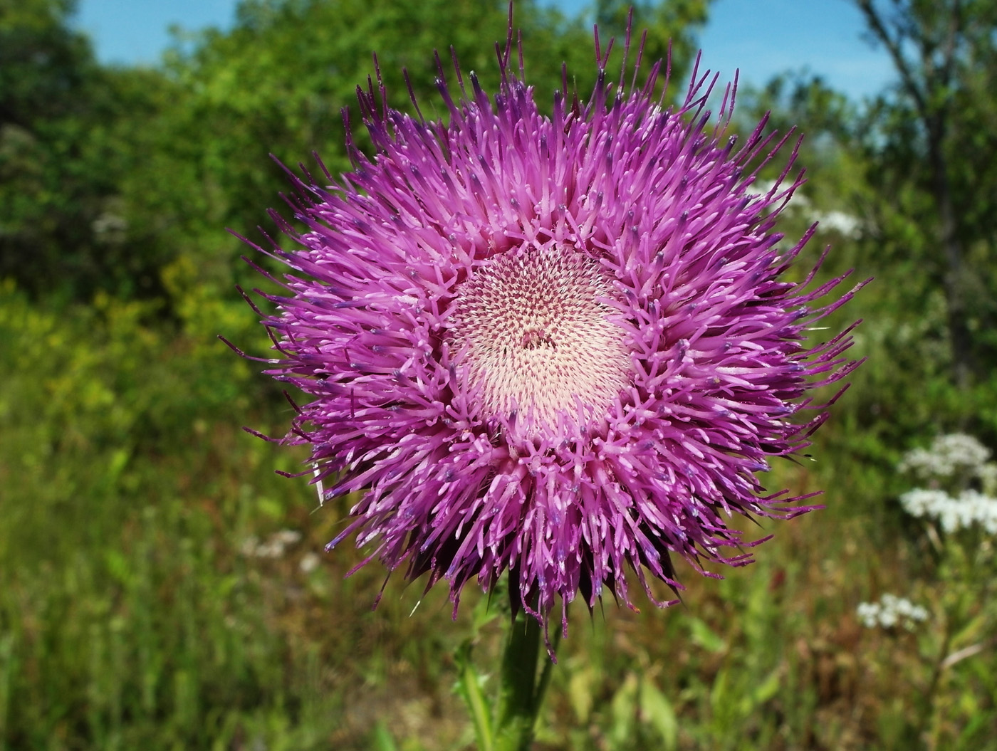 Image of Carduus thoermeri specimen.