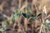 Heliotropium hirsutissimum. Верхушка побега с бутонами. Израиль, лес Бен-Шемен. 06.06.2020.