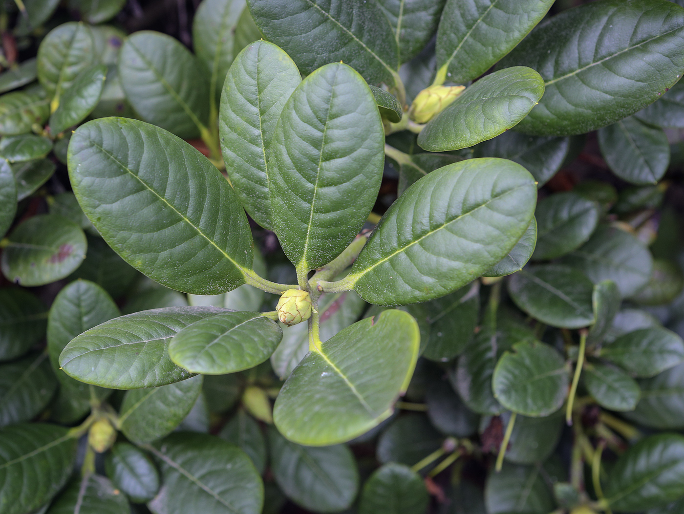 Изображение особи Rhododendron forrestii.