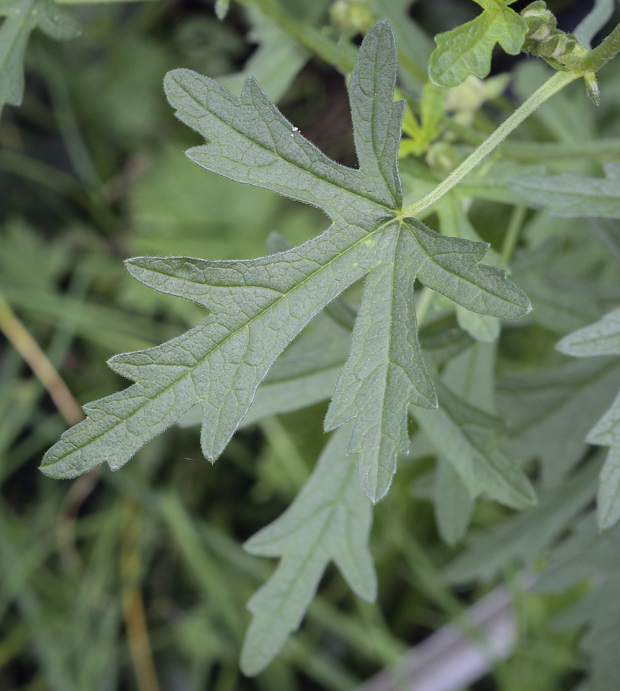 Image of Malva moschata specimen.