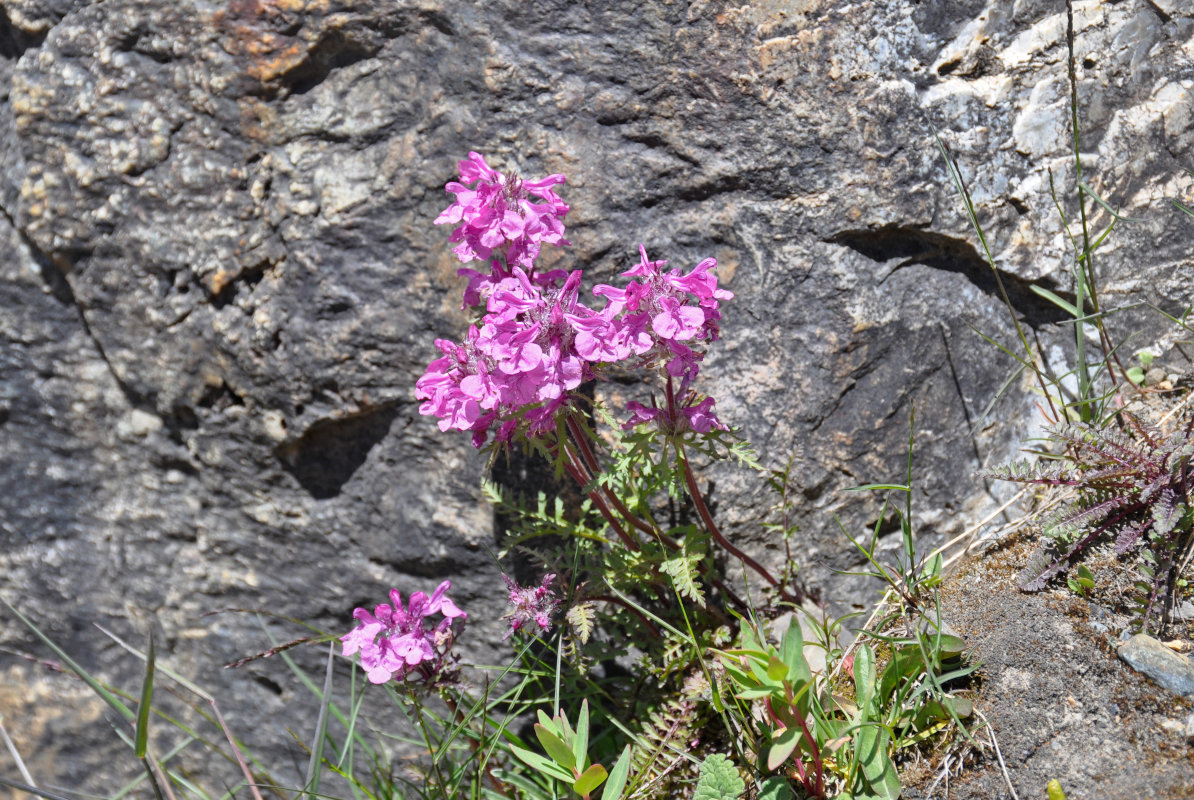 Image of Pedicularis anthemifolia specimen.