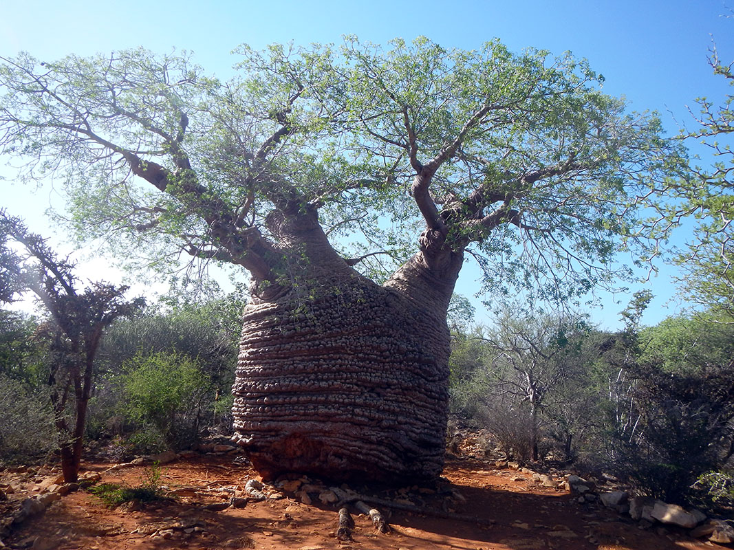 Image of Adansonia fony var. rubrostipa specimen.