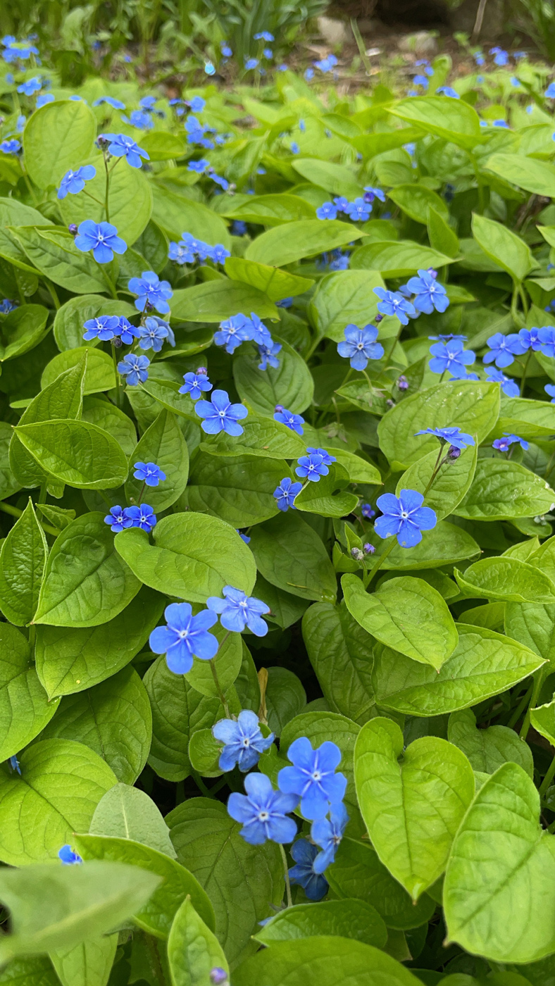 Image of Omphalodes verna specimen.