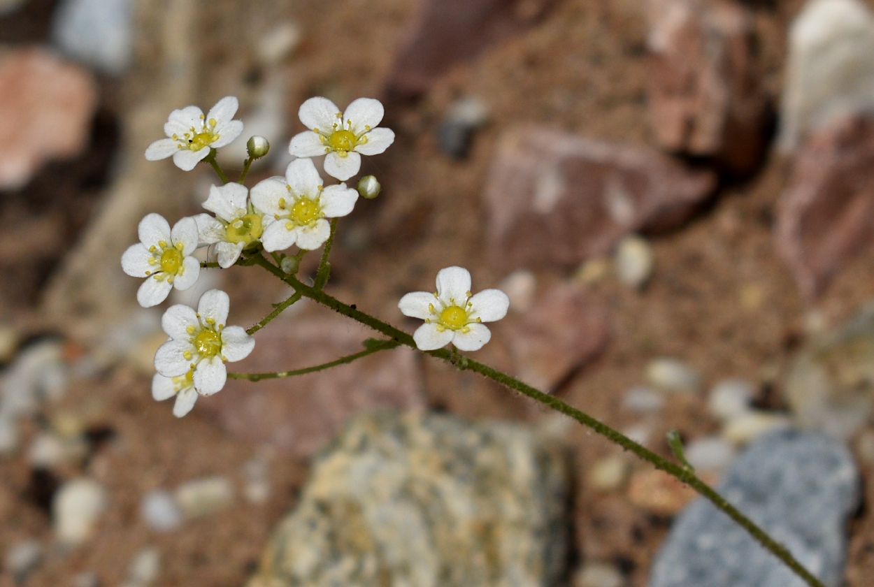 Image of Saxifraga paniculata specimen.