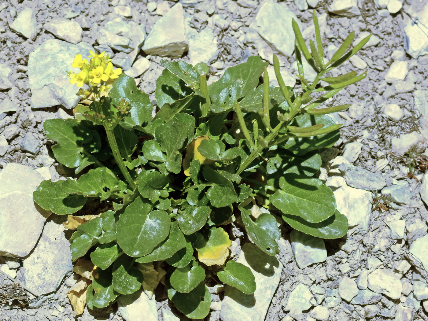 Image of Barbarea vulgaris specimen.