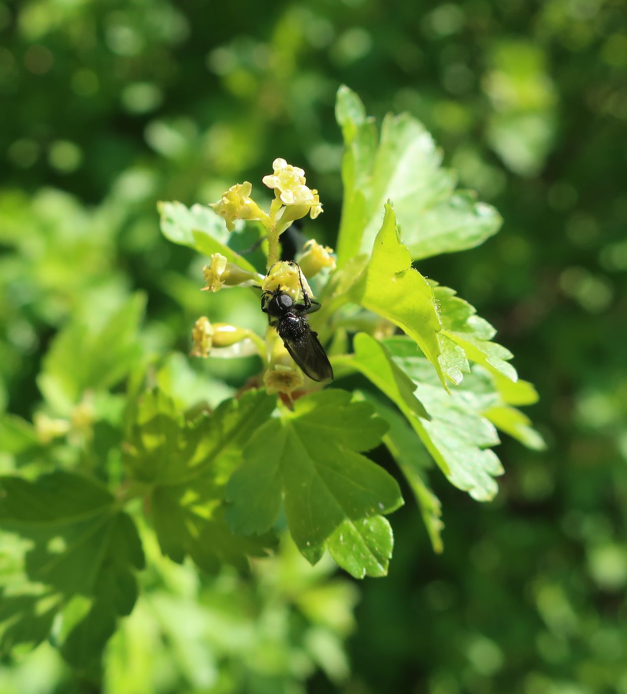 Image of Ribes alpinum specimen.