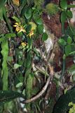 familia Orchidaceae. Цветущее растение. Малайзия, штат Саравак, округ Мири, национальный парк «Мулу». 14.03.2015.