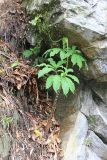 Arisaema tortuosum. Цветущее растение. Бутан, дзонгхаг Монгар, национальный парк \"Phrumsengla\". 05.05.2019.