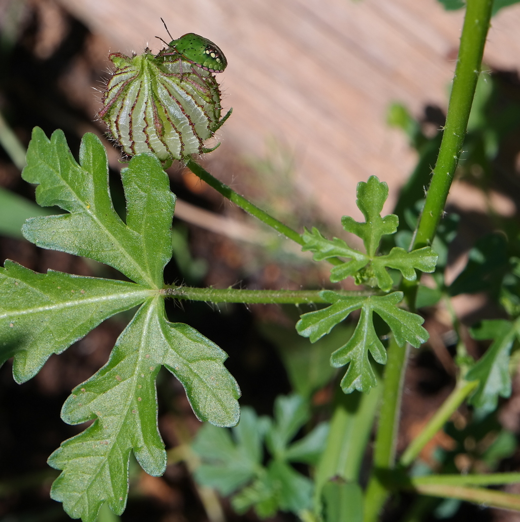 Image of Hibiscus trionum specimen.