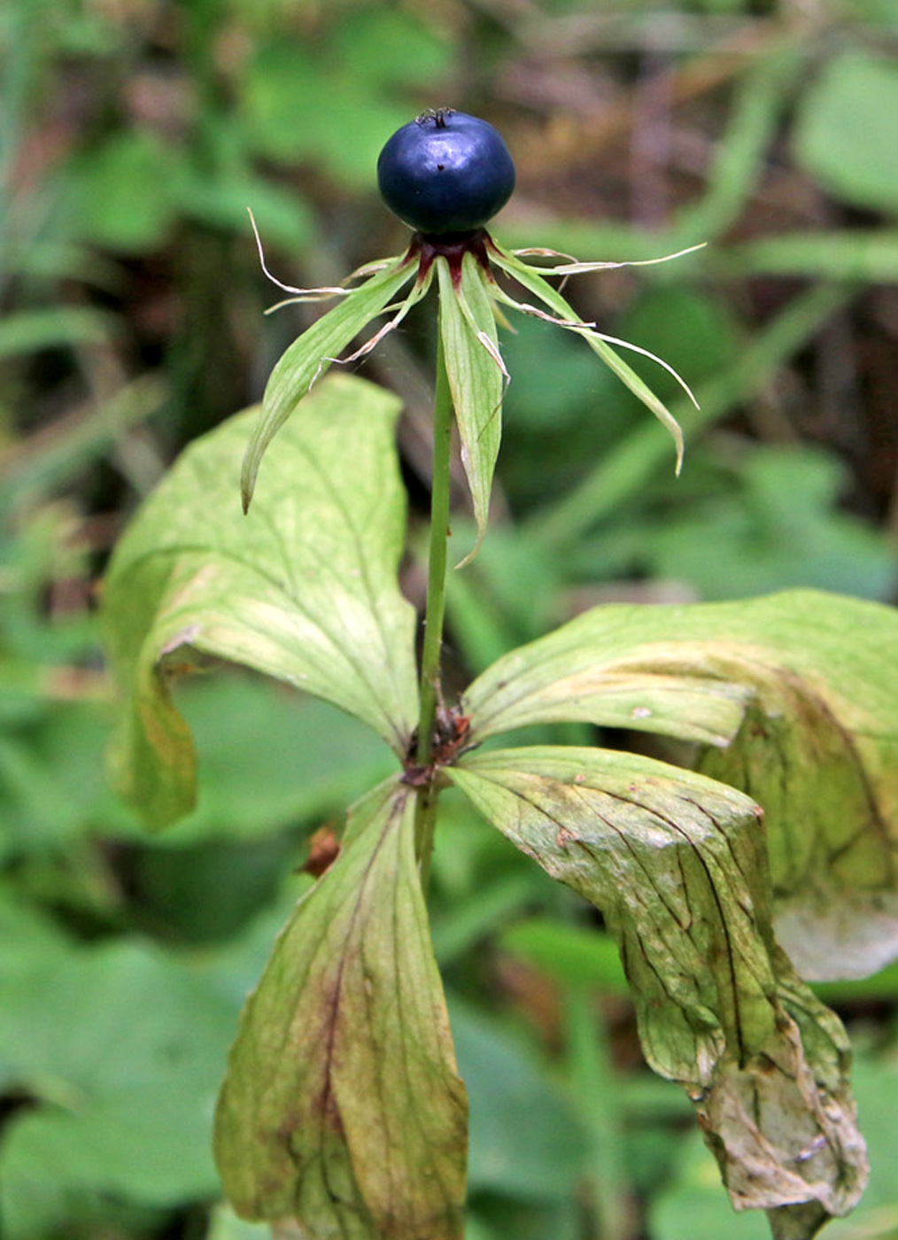 Image of Paris quadrifolia specimen.