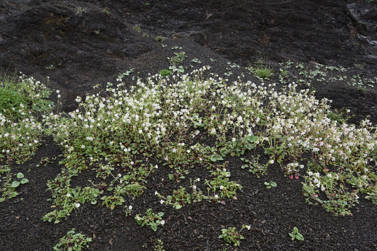 Image of Oberna lacera specimen.