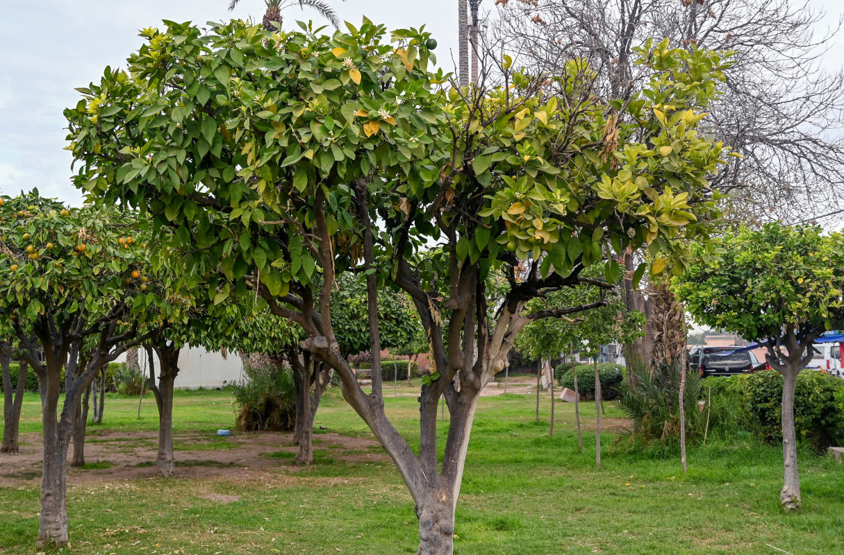 Image of Citrus sinensis specimen.