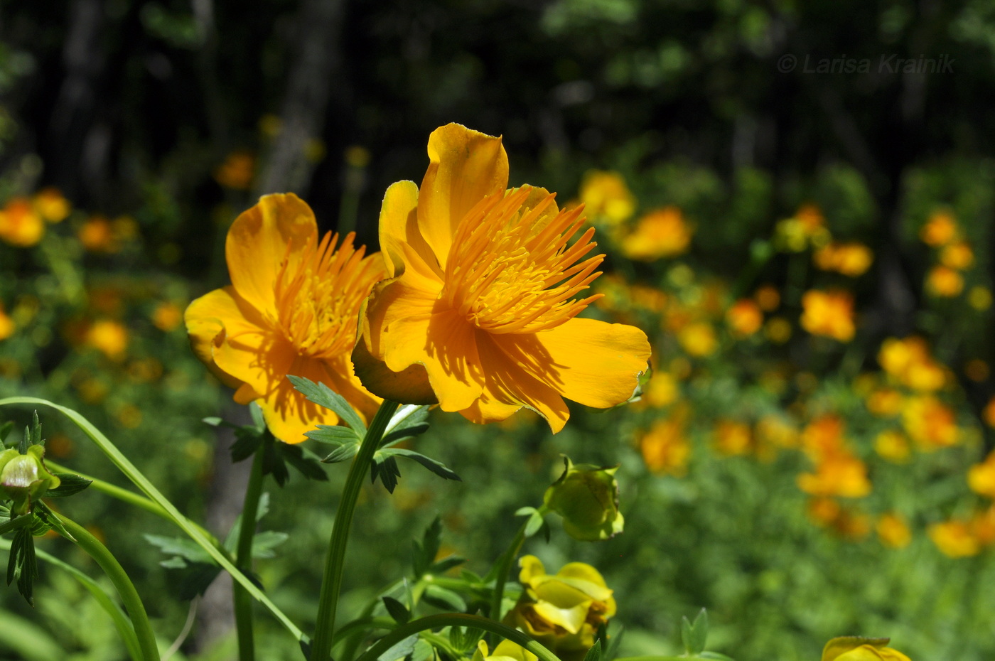 Image of Trollius chinensis specimen.