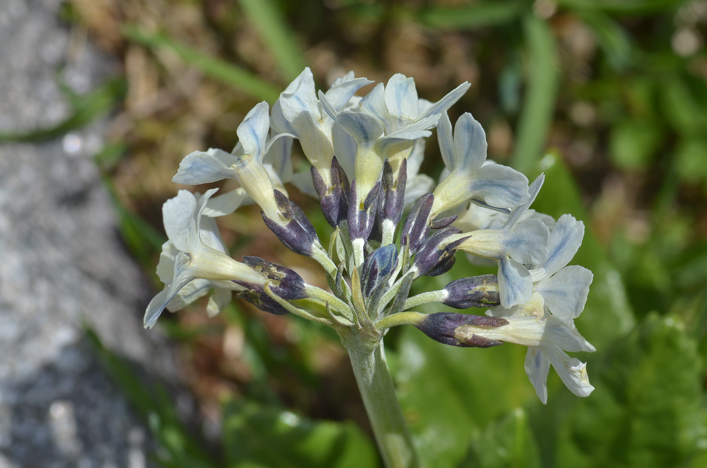 Image of Primula bayernii specimen.