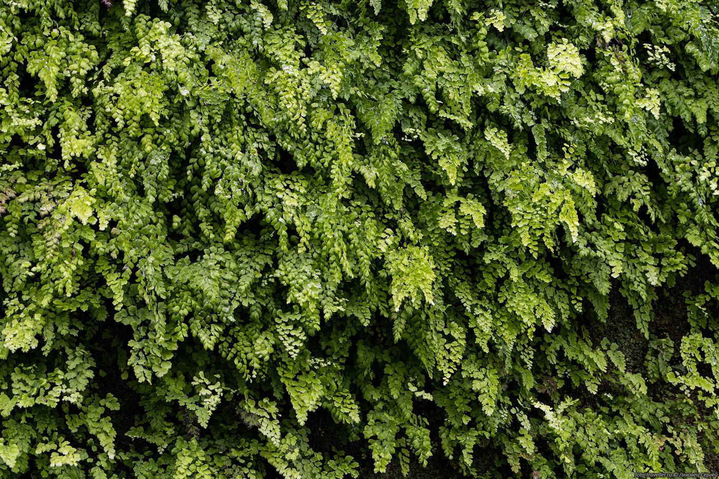 Image of genus Adiantum specimen.