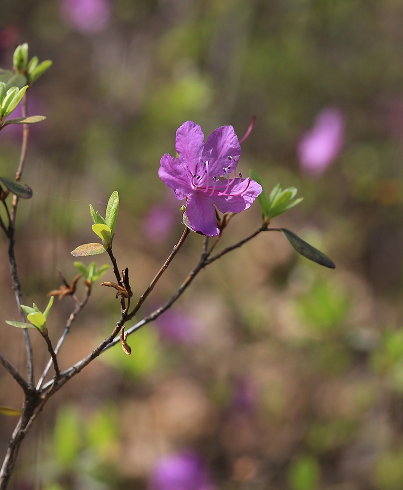 Изображение особи Rhododendron dauricum.