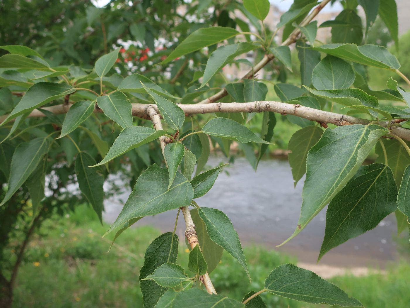 Image of genus Populus specimen.