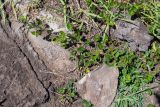 Macroptilium lathyroides. Части веточек. Чили, обл. Valparaiso, провинция Isla de Pascua, г. Hanga Roa, высокий берег океана, сообщество травянистых растений. 08.03.2023.